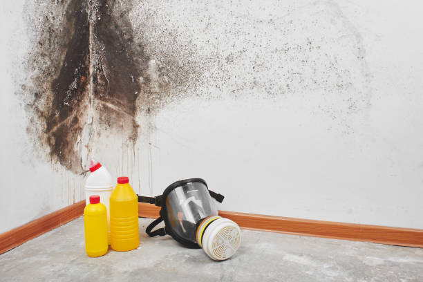 Best Mold Damage Repair  in Glens Falls, NY