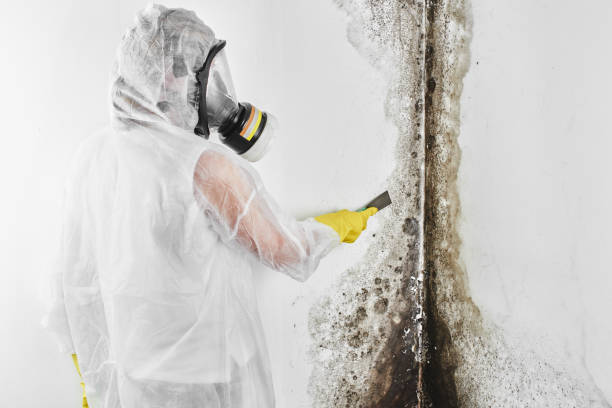 Best Certified Mold Removal  in Glens Falls, NY