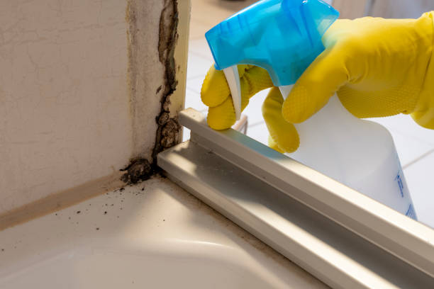 Best Local Mold Removal Service  in Glens Falls, NY